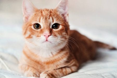 How to Get Rid of Fleas on Kittens Safely
