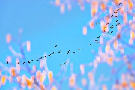 The Heavens Are Aflutter & Atwitter – Anne Ortelee Astrology