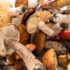 Top 10 Medicinal Mushrooms and Their Health Benefits