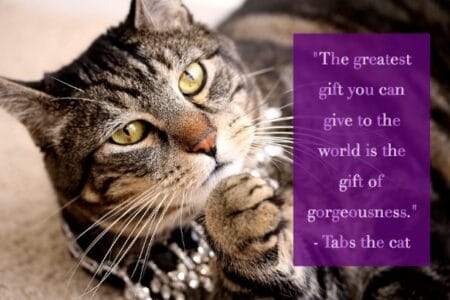 Sundays With Tabs the Cat, Makeup and Beauty Blog Mascot, Vol. 844